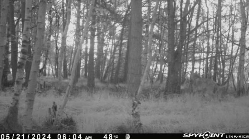 Das Bild zeigt einen Wolf in der Nähe der gerissenen Tiere.