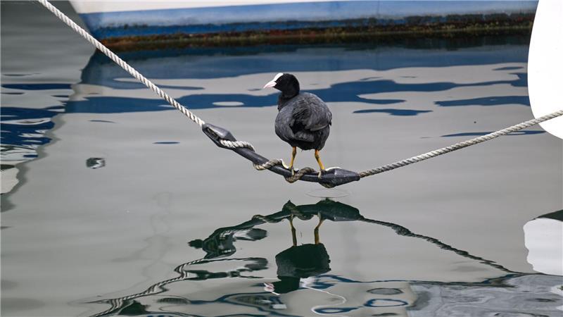 Das Blässhuhn spiegelt sich im Bodensee wider.