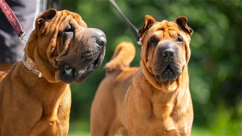 Aufnahmestopp! Tierheime in Niedersachsen am Limit Das Bremer Tierheim hat viele französische Bulldoggen aufgenommen.
