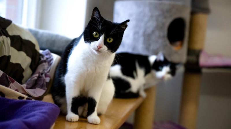 Das Bremer Tierheim musste monatelang mehr als 200 Katzen versorgen.