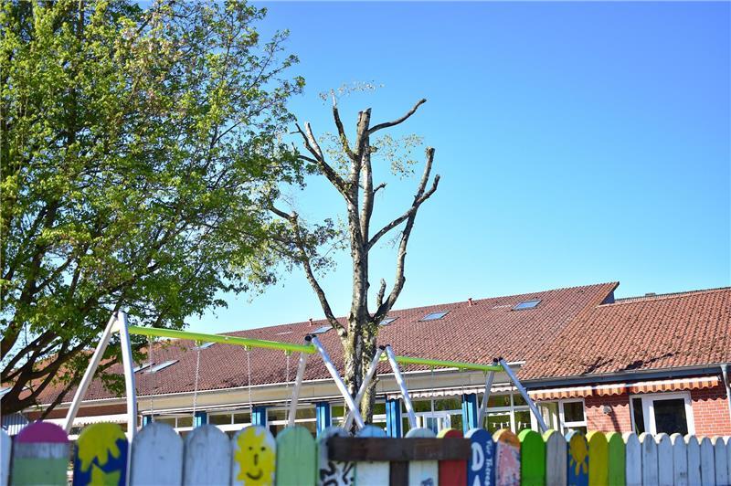 „Baumfrevel“ an der Kita in Estebrügge: Experte erhebt schwere Vorwürfe Das Bundesnaturschutzgesetz regelt in Paragraph 39, dass es zwischen dem 1. März und 30. September verboten ist, Bäume „abzuschneiden, auf den Stock zu setzen oder zu beseitigen“. Wann die Bäume beschnitten wurden, weiß Meincke nicht. Er regt sich mehr über die Zuständigkeit und Art und Weise als über den Teitpunkt auf.