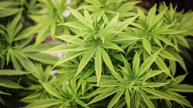 Union an Steinmeier: Cannabis-Gesetz nicht unterzeichnen Das Cannabis-Gesetz hat den Bundesrat passiert. Die Union versucht dennoch, das der Bundespräsident die Notbremse zieht.