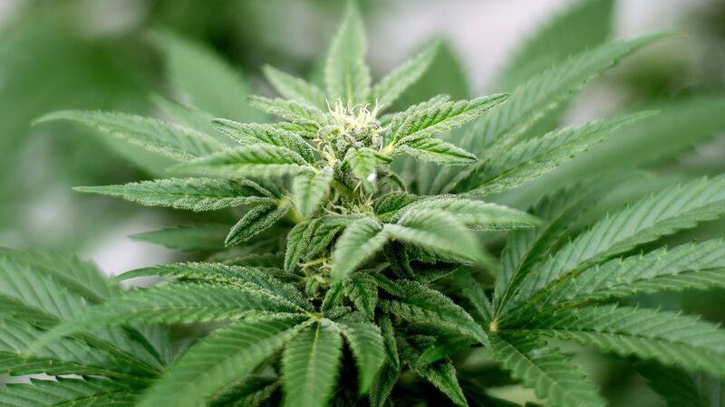 Das Cannabis-Gesetz ist umstritten.