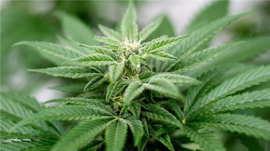 Das Cannabis-Gesetz ist umstritten.