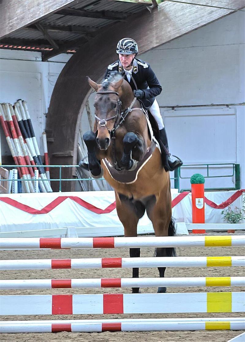 Das Celler Landgestüt war mit 17 Hengsten, darunter neun Springhengsten, auf dem Dobrock vertreten.