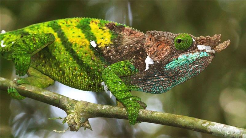 Inselreptilien verschwinden, bevor man sie überhaupt kennt Das Chamäleon von O’Shaughnessy lebt nur in Madagaskar.