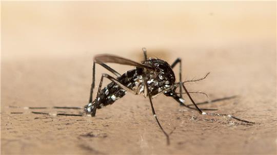 Das Chikungunya wird durch bestimmte Mücken übertragen. (Symbolbild)  