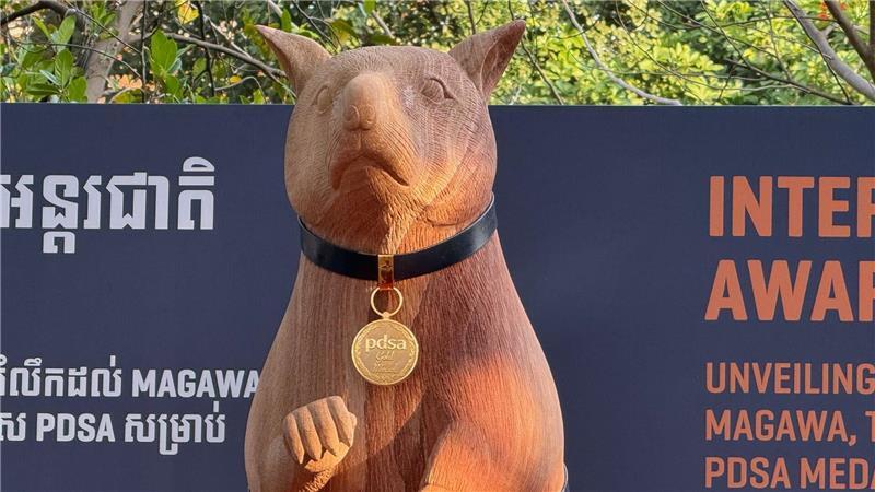 Denkmal für eine Ratte: Minenheld Magawa wird zur Legende Das Denkmal wurde von lokalen Künstlern gefertigt.