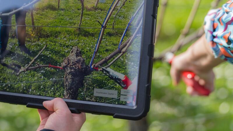 Künstliche Intelligenz beim Rebschnitt Das Display eines Tablets zeigt die Punkte, an dem die Rebe beschnitten werden soll.