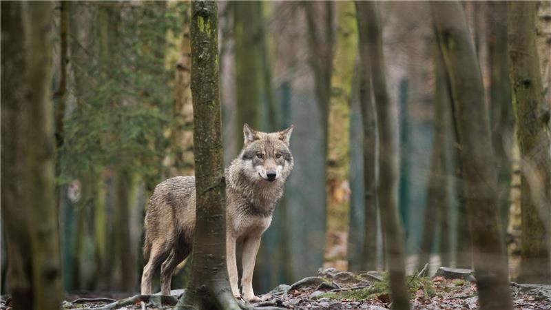 EU-Parlament macht Weg für mehr Wolf-Abschüsse frei Das EU-Parlament entscheidet, den Wolf-Schutzstatus zu reduzieren. (Archivbild)
