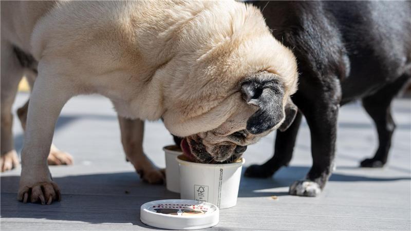 Wenn Eisdielen auf den Hund kommen Das Eis wird ohne Zucker und ohne Laktose hergestellt.