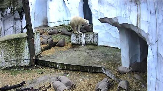 Das Eisbärbaby macht die ersten Erkundungen in der Außenanlage. 