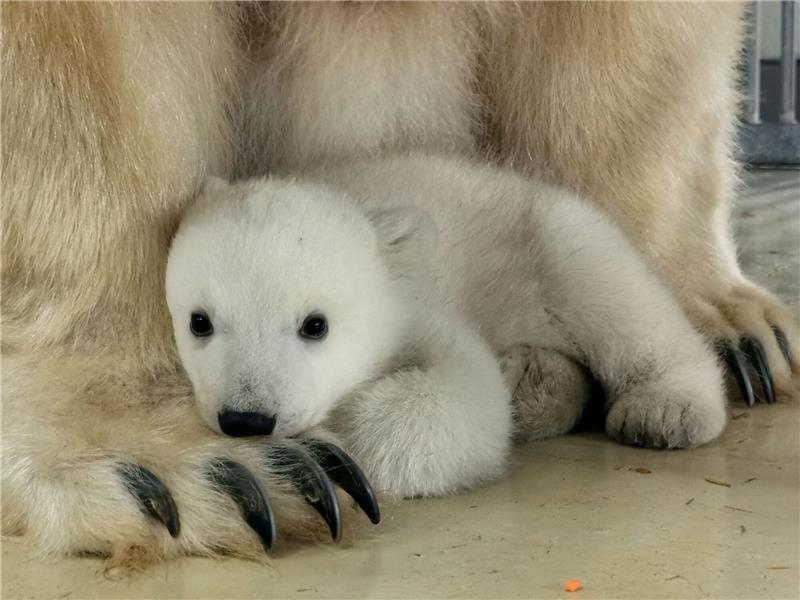 Eisbären-TV bei Hagenbeck startet mit Problemen Das Eisbärenbaby sucht die Nähe seiner Mutter Victoria.