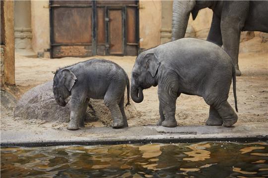 Das Elefantenbaby Santosh (l) und sein Neffe, Raj, gehen 2019 während eines Pressetermins bei Hagenbeck im Gehege. Raj starb nun im Alter von vier Jahren. Foto: Georg Wendt/dpa