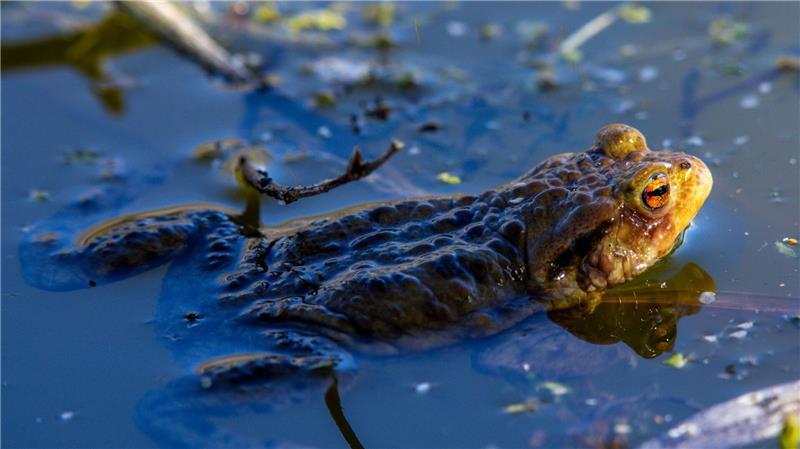 Das Erdkröten-Weibchen legt bis zu 6.000 Eier ab. (Archivbild)