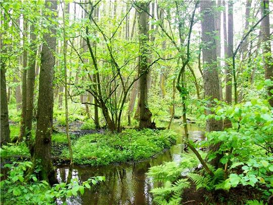 Das Estetal mit seinen verwunschenen Erlenbrüchen steht seit 2018 unter Naturschutz. Foto: Heimat- und Geschichtsverein Buxtehude