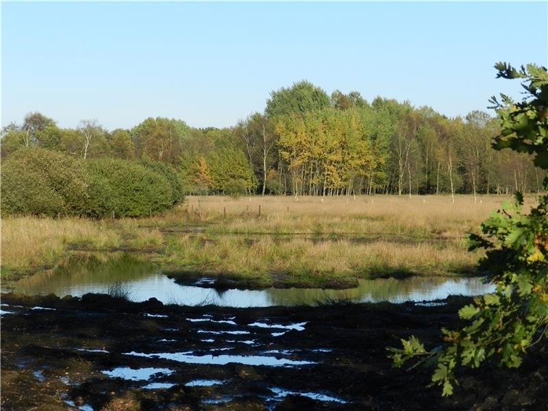Das Feerner Moor bei Dollern erstreckt sich auf einer Fläche von fast 200 Hektar.Fotos: Armin Püttger-Conradt