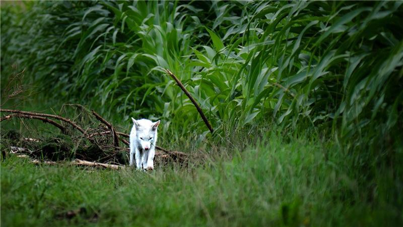 Fotograf entdeckt seltenen weißen Fuchs Das Fell des Fuchses war nicht flauschig genug für einen Polarfuchs.