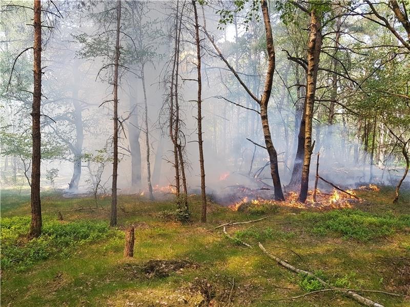 Das Feuer breitete sich auf dem trockenen Waldboden im unwegsamen ehemaligen Truppenübungsgelände rasch aus. Foto: Feuerwehr
