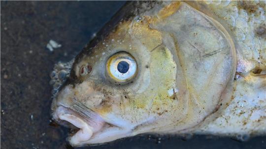 Das Fischsterben in der Region hat in diesem Spätsommer dramatische Ausmaße angenommen. Foto: Patrick Pleul/dpa (Symbolfoto)