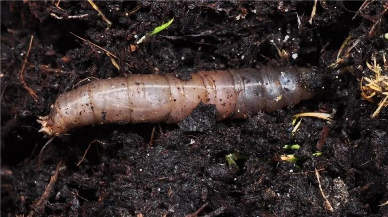 Das Foto der Landwirtschaftskammer Niedersachsen zeigt die Larve einer Schnake.