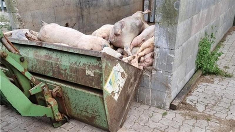 Rinder gequält, Hunde misshandelt: Tierschutz-Skandale im Kreis Stade Das Foto, veröffentlicht von der Soko Tierschutz, zeigt den offen lagernden Haufen toter Schweine.