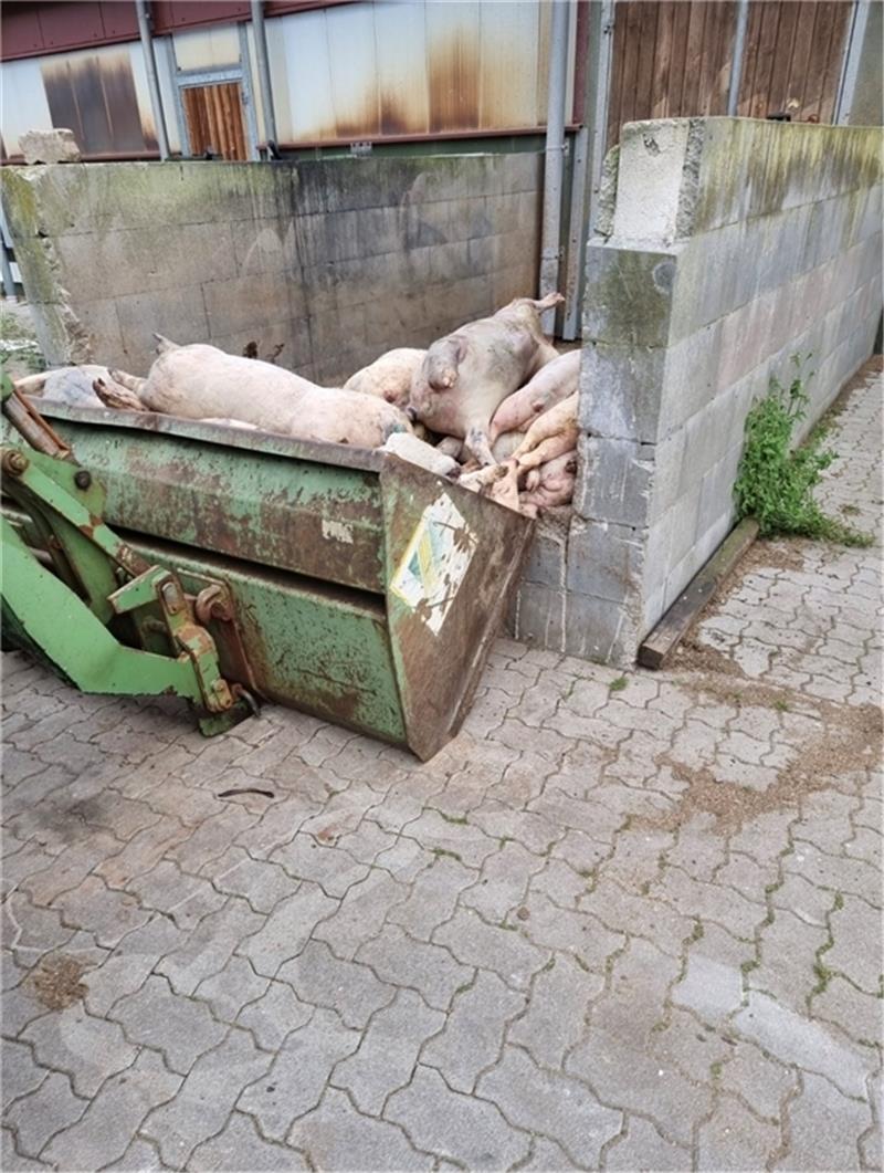 Das Foto, veröffentlicht von der Soko Tierschutz, zeigt den offen lagernden Haufen toter Schweine . Foto: Soko Tierschutz