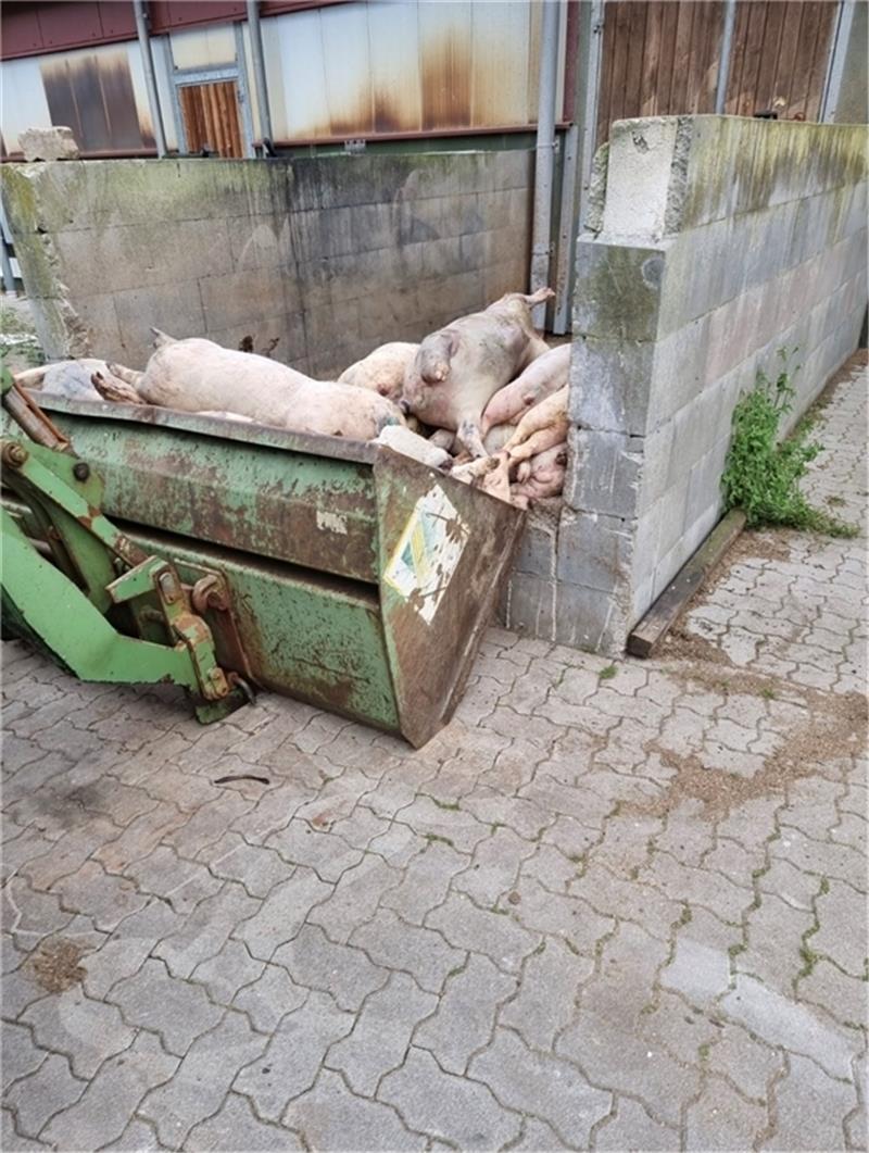 Passanten entdecken Schwein in einem Haufen toter Artgenossen Das Foto, veröffentlicht von der Soko Tierschutz, zeigt den offen lagernden Haufen toter Schweine . Foto: Soko Tierschutz