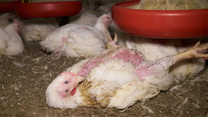 Tritte und tote Hühner: Das steckt hinter dem Tierquälerei-Vorwurf in Deinste Das Foto zeigt ein festliegendes Huhn. Viele Masthähnchen leiden laut Aninova unter den Stallbedingungen in Deinste.