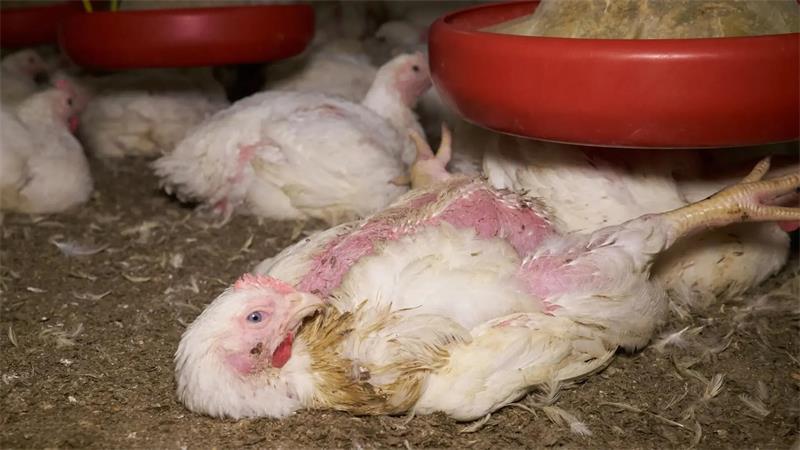 Das Foto zeigt ein festliegendes Huhn. Viele Masthähnchen litten laut Aninova unter den Stallbedingungen in Deinste.