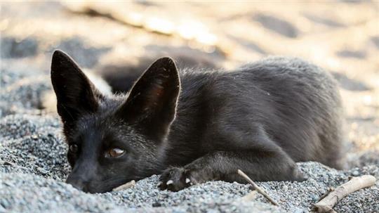 Das Foto zeigt einen Silberfuchs in einem Tierpark in Kanada. (Symbolbild)