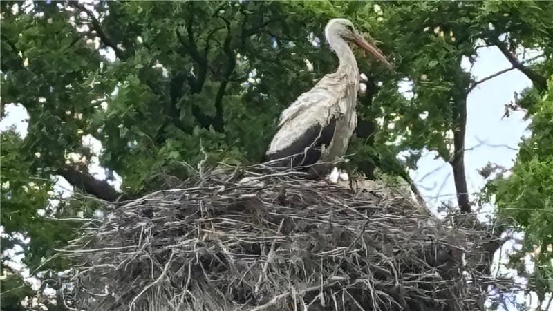 Buxtehudes neues Storchenpaar und sein ungewöhnliches Domizil Das Foto zeigt einen der beiden Weißstörche in dem Horst auf dem Dach des Hundehofs Ovelgönner Moor. Weißstörche bauen ihre Nester gerne auf Dächern. Stehend ist ein Storch etwa 80 Zentimeter hoch.