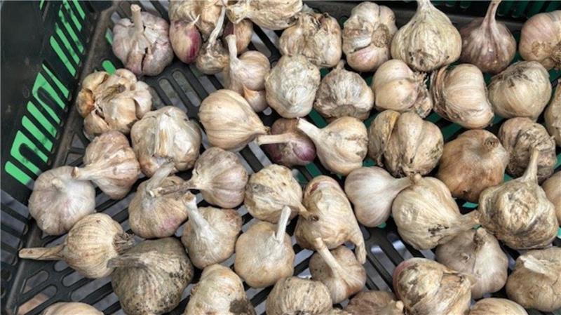 Das Foto zeigt in Wohnste angebauten Knoblauch. In Deutschland wird Knoblauch überwiegend aus Spanien importiert.