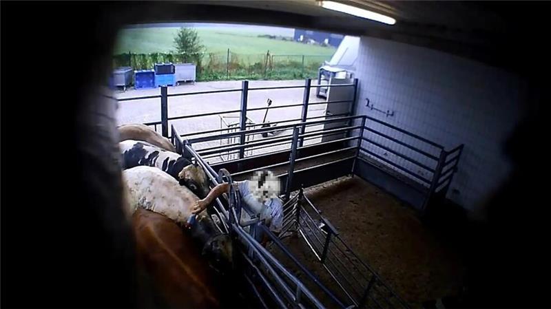 Schlachthof-Skandal in Elsfleth: Videoüberwachung in Betrieben gefordert Das Foto zeigt laut Aninova, wie in dem Schlachthof ein Rind beim Zutrieb mit einem Elektroschocker traktiert wird.