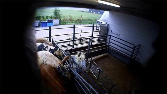 Das Foto zeigt laut Aninova, wie in dem Schlachthof ein Rind beim Zutrieb mit einem Elektroschocker traktiert wird.