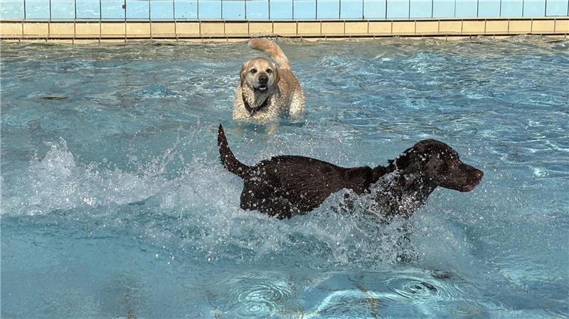 Tierischer Spaß im Freibad: Bruno, Enni und Co. planschen um die Wette Das Freibad Hollern-Twielenfleth gehörte am Sonntag den Hunden.