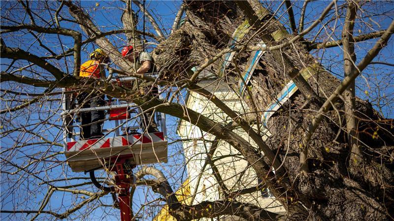 Das Gerüst soll die Standfestigkeit des Baumes und die Äste sichern.