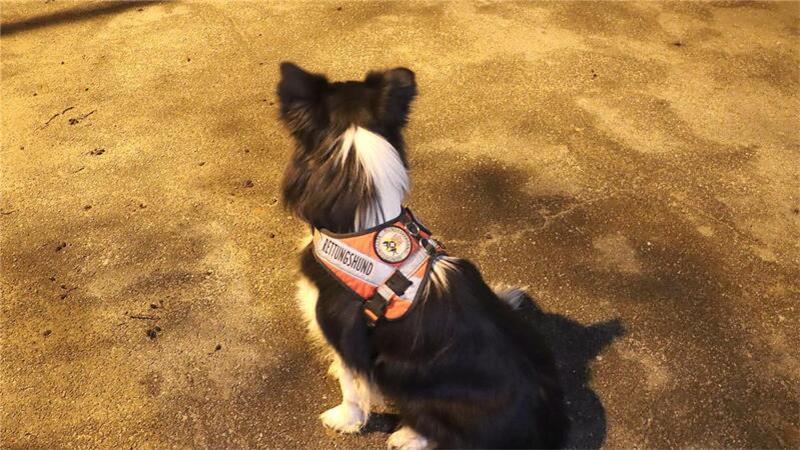 Das Geschirr kennzeichnet Balu als Rettungshund im Einsatz.
