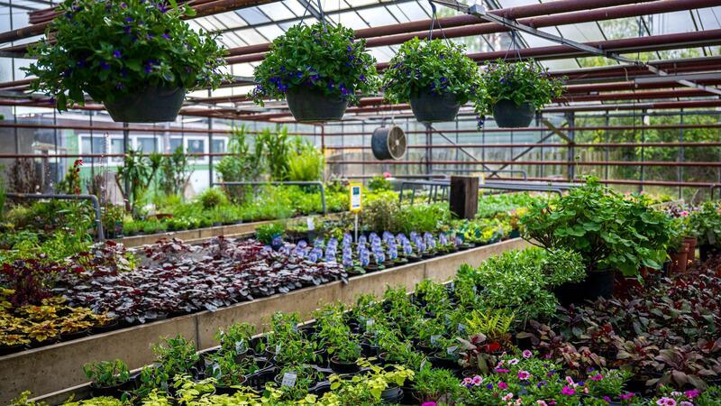 Bunt und insektenfreundlich: Gärtnereien starten in Saison Das Gewächshaus der Gärtnerei Rieger.