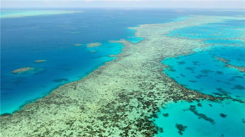 Hai verletzt Schnorchler am Great Barrier Reef Das Great Barrier Reef gehört zu den größten Naturwundern der Erde - Haiangriffe sind hier aber selten. (Archivbild)