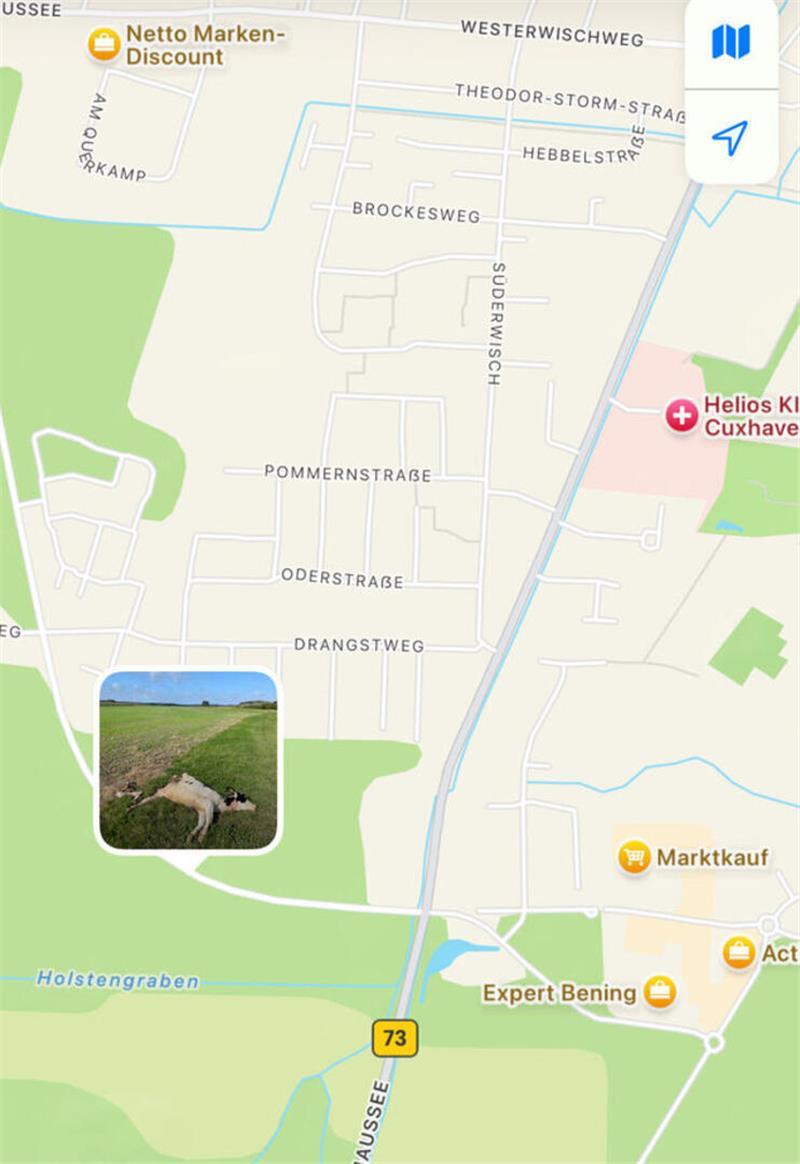 200-Kilo-Rind in Cuxhavener Stadtgebiet gerissen - War es der Wolf? Das Handy-GPS zeigt an, wo das Foto aufgenommen wurde: Hier kam es zu dem Riss.