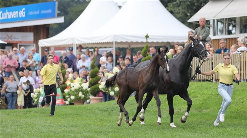 Das Hengstfohlen „Deluxe“ von Züchter Thorsten Föge aus der Wingst wurde für 13.500 Euro bei der Fohlenauktion am Freitagabend verkauft und war damit das teuerste Fohlen des Abends.