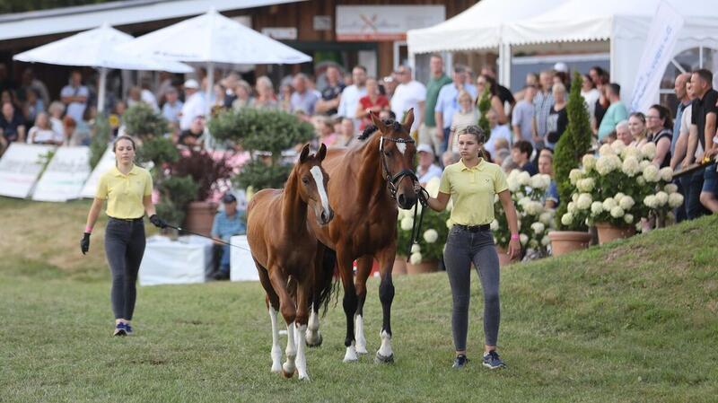 Das Hengstfohlen „Don“ von Hinrich Mohrmann aus Geestland wechselte für 35.000 Euro den Besitzer.