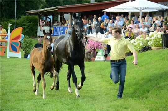Das Hengstfohlen „Rockabilly“ aus der Zucht von Petra Mohrmann wechselte auf der Dobrocker Fohlenauktion für 22.000 Euro den Besitzer. Foto: Rohde