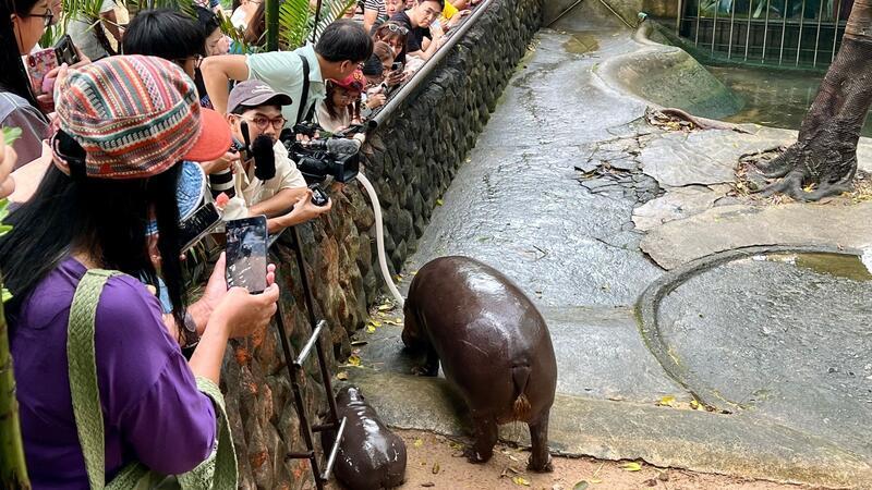 Ein Zwerghippo geht viral - Wie Moo Deng zum It-Girl wurde Das Hippo-Mädchen lockt jeden Tag Tausende Besucher.