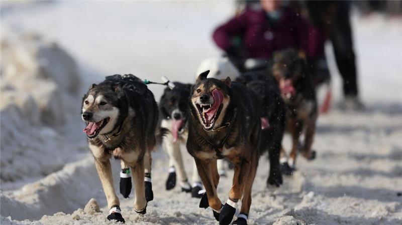 Das Iditarod Trail Schlittenhunderennens ist in Anchorage, Alaska, gestartet - hier die Schlittenhunde von Jeff Deeter (33) aus Fairbanks, Alaska.