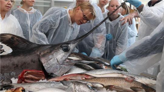 Das Institut für Fische und Fischereierzeugnisse (IFF) in Cuxhaven ist ein wichtiges Fachinstitut. Es zählt bundesweit zu den führenden Zentren für die Untersuchung von Fisch und Fischereierzeugnissen.