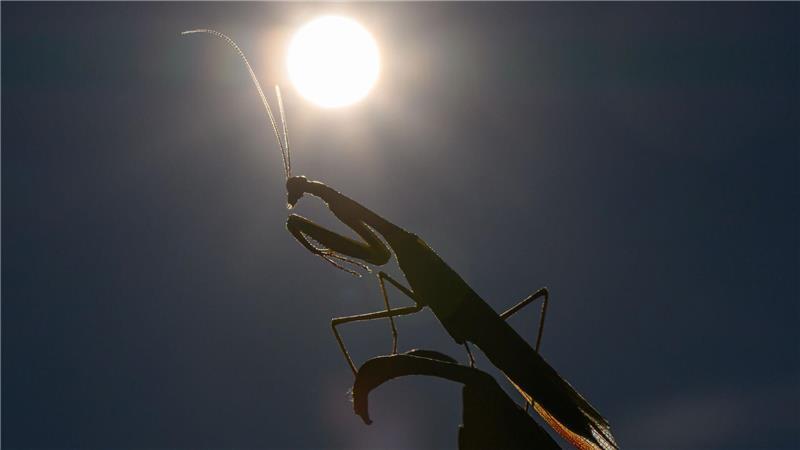 Das Jahr 2025 dürfte eines der drei heißesten werden. (Archivbild)