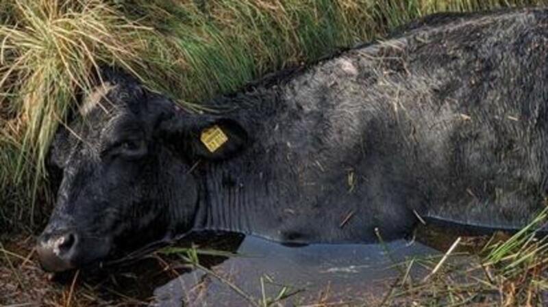 Das Jungrind wurde auf der Flucht in einen Wassergraben getrieben.