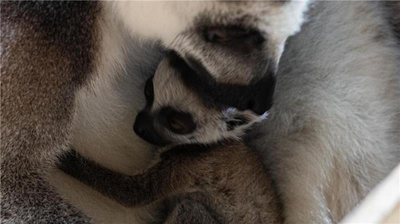 King-Julien-Nachwuchs: Kleine Kattas im Tierpark Hagenbeck in Hamburg Das Jungtier wiegt rund 100 Gramm.